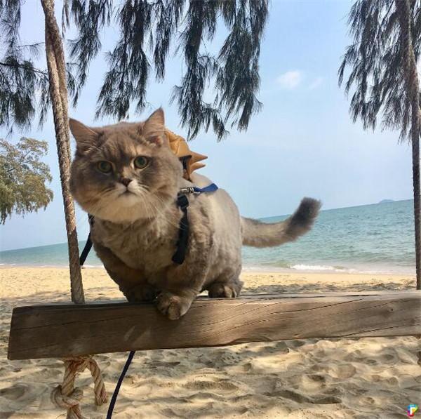 泰国巨型胖猫是网红,这是猪还是猫啊?网友见了哈哈大笑