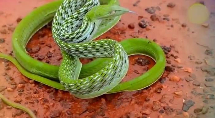 年轻女子抓了活蛇做耳环，知道真相后，很多网友不淡定