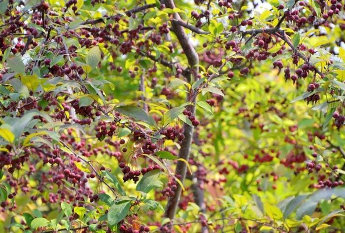 云南独有的野果,人称“山李子”却形似车厘子,在别地根本吃不到