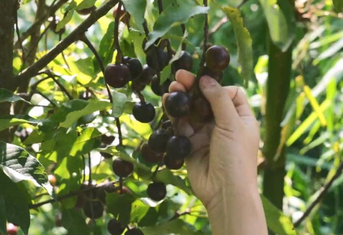 云南独有的野果,人称“山李子”却形似车厘子,在别地根本吃不到