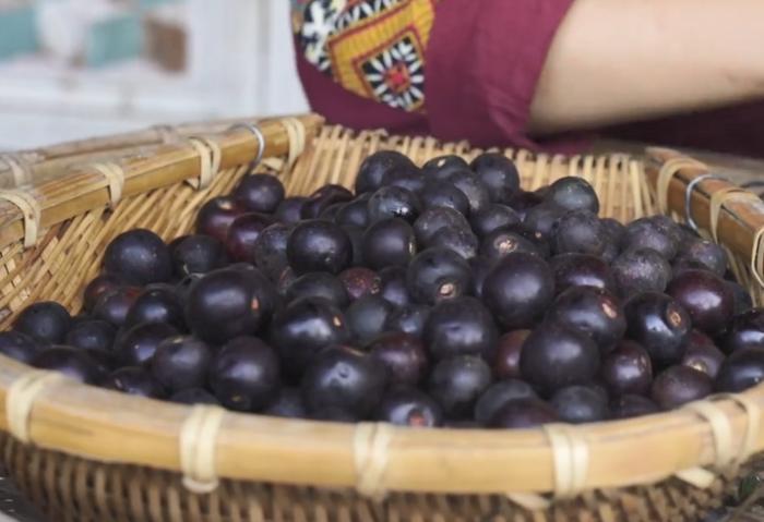 云南独有的野果,人称“山李子”却形似车厘子,在别地根本吃不到