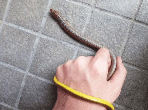 村民捕获皮皮鳝?蓝色花纹长相奇怪,老大爷:是国家保护动物!