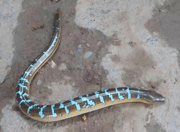 村民捕获皮皮鳝?蓝色花纹长相奇怪,老大爷:是国家保护动物!