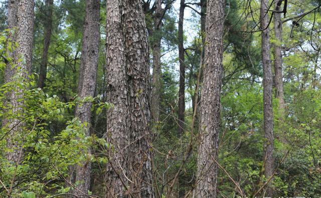 湖北省远安县，因其近瑶而远离京城得名，全国绿色小康县