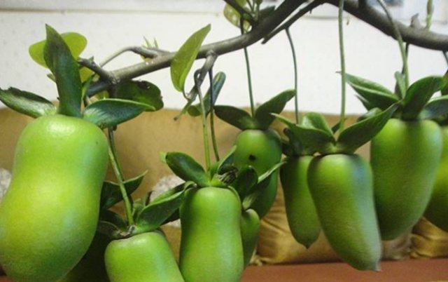 这种形似“葫芦果”的野果，80后才见过吃过，如今一株难求