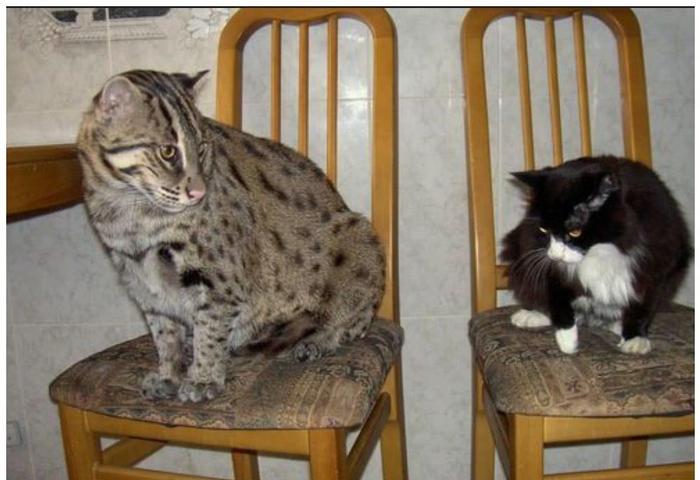 猫咪界的扛把子,实力和平头哥有一拼,也是夜行侠的一员