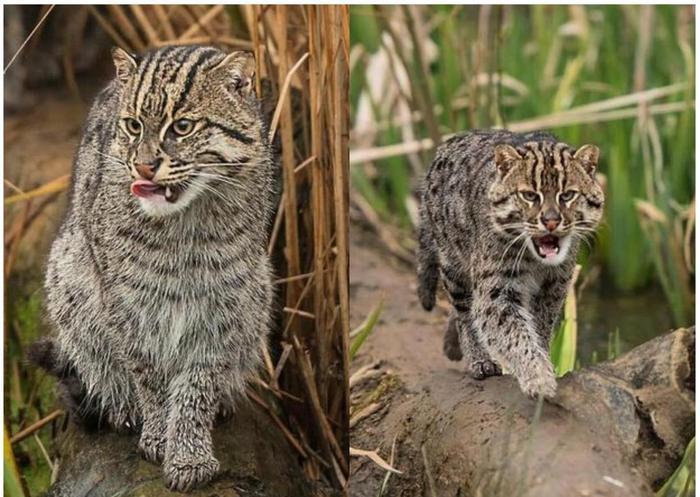 猫咪界的扛把子,实力和平头哥有一拼,也是夜行侠的一员