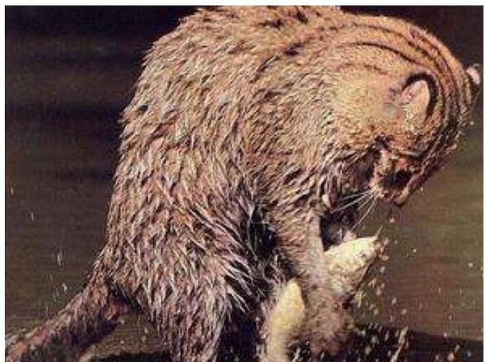 猫咪界的扛把子,实力和平头哥有一拼,也是夜行侠的一员