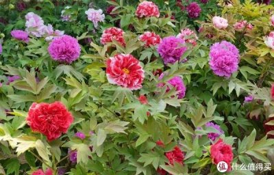 ​石家庄市区春日遛娃好去处——长安公园