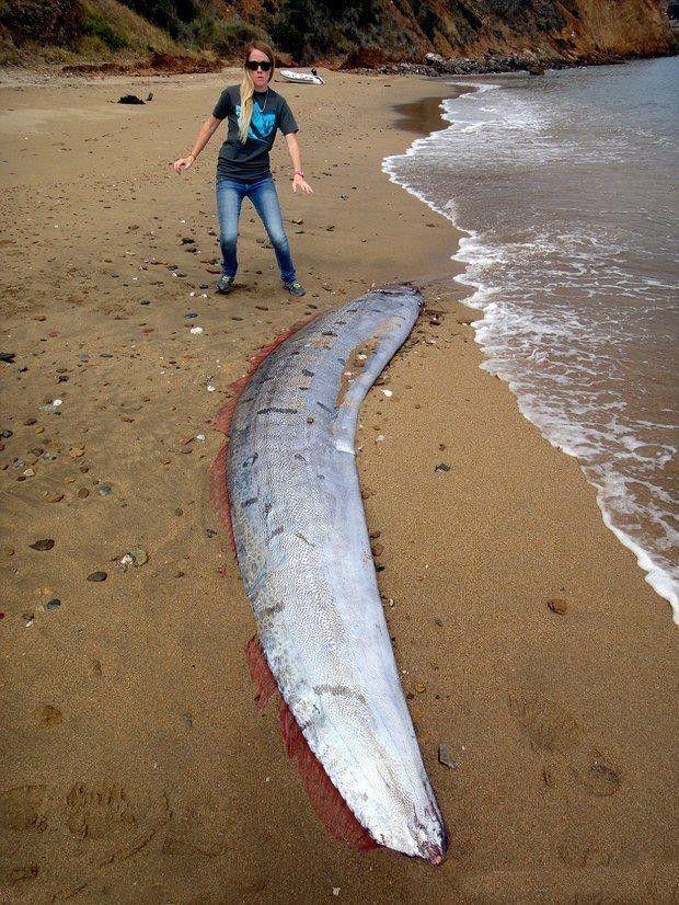 被大浪冲上沙滩的不速之客,世人称它为白龙王!