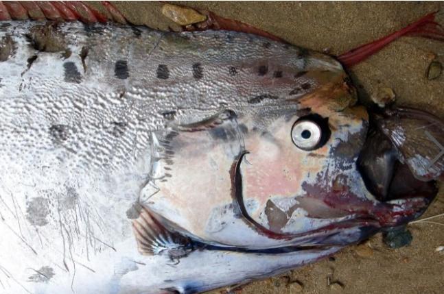 被大浪冲上沙滩的不速之客,世人称它为白龙王!