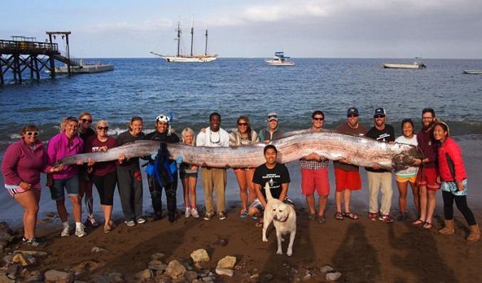 被大浪冲上沙滩的不速之客,世人称它为白龙王!