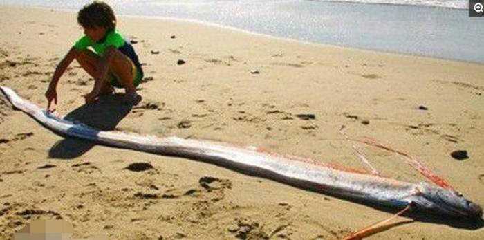 神秘的深海怪鱼，被称为地狱的使者，长达15米