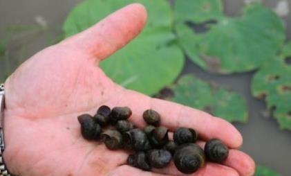 在中国横行霸道的5大入侵动物, 图3就连我国吃货也对此无能为力