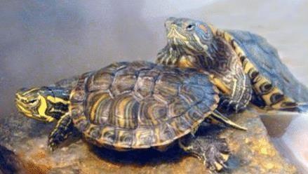 在中国横行霸道的5大入侵动物, 图3就连我国吃货也对此无能为力