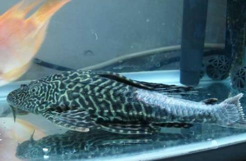 在中国横行霸道的5大入侵动物, 图3就连我国吃货也对此无能为力