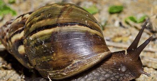 在中国横行霸道的5大入侵动物, 图3就连我国吃货也对此无能为力