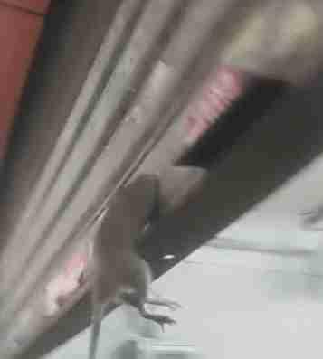 老鼠钻洞想逃跑，门坎越不过去，直接被捉！