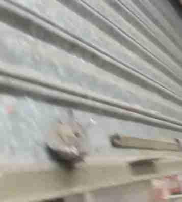 老鼠钻洞想逃跑，门坎越不过去，直接被捉！