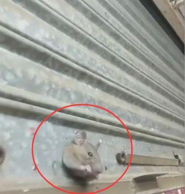 老鼠钻洞想逃跑，门坎越不过去，直接被捉！