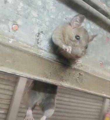 老鼠钻洞想逃跑，门坎越不过去，直接被捉！