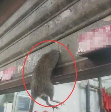 老鼠钻洞想逃跑，门坎越不过去，直接被捉！