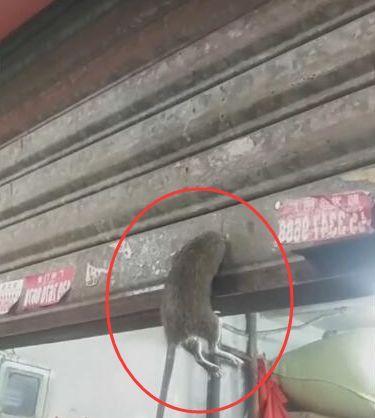 老鼠钻洞想逃跑，门坎越不过去，直接被捉！