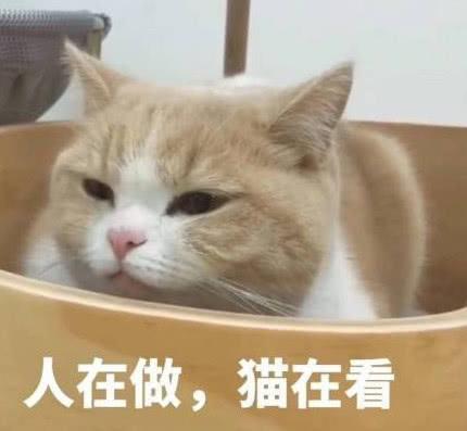 高清无水印超火表情包作为一个靓仔,早已习惯孤独!