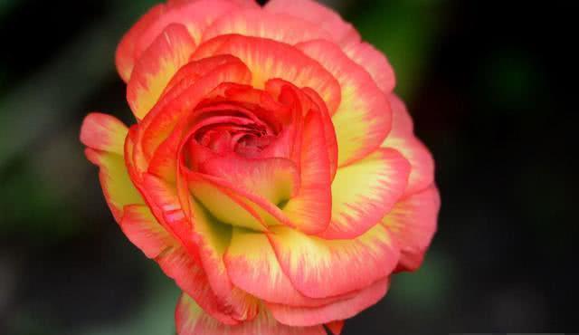 这几种孩子,天生是招财童子,打着灯笼都难找!有你家孩子吗?