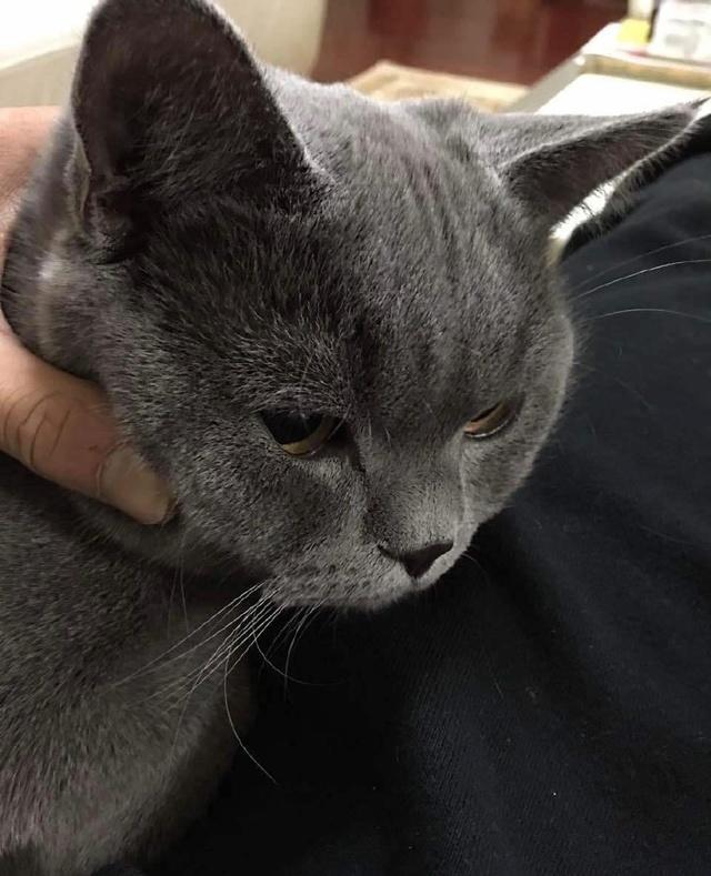 男神鹿晗养的猫，俄罗斯蓝猫到底有多萌