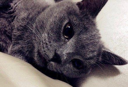男神鹿晗养的猫，俄罗斯蓝猫到底有多萌