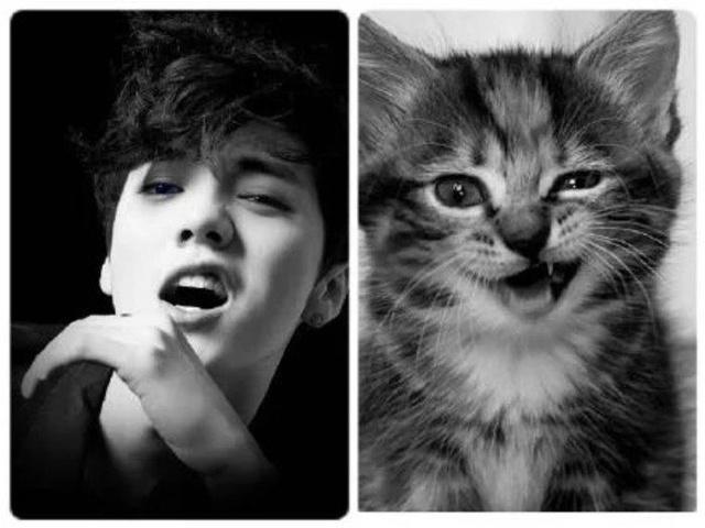 男神鹿晗养的猫，俄罗斯蓝猫到底有多萌