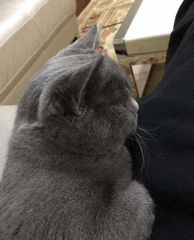 男神鹿晗养的猫，俄罗斯蓝猫到底有多萌