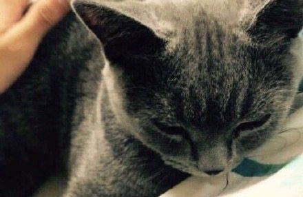 男神鹿晗养的猫，俄罗斯蓝猫到底有多萌
