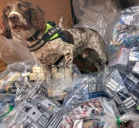 灵犬查获假烟价值上千万,黑社会头目向小狗,发出了百万死亡悬赏