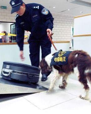 灵犬查获假烟价值上千万,黑社会头目向小狗,发出了百万死亡悬赏