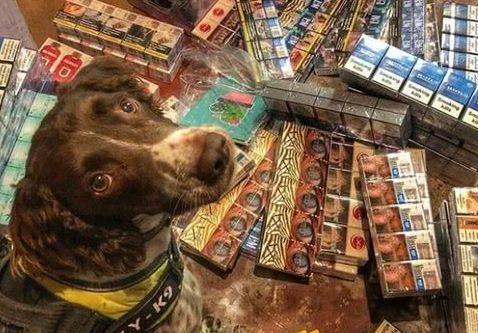 灵犬查获假烟价值上千万,黑社会头目向小狗,发出了百万死亡悬赏