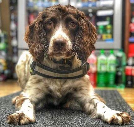 灵犬查获假烟价值上千万,黑社会头目向小狗,发出了百万死亡悬赏