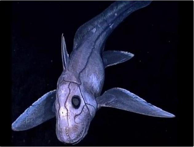 太平洋黑色幽灵鲨,像“吸血鬼鱼”这样怪异的物种