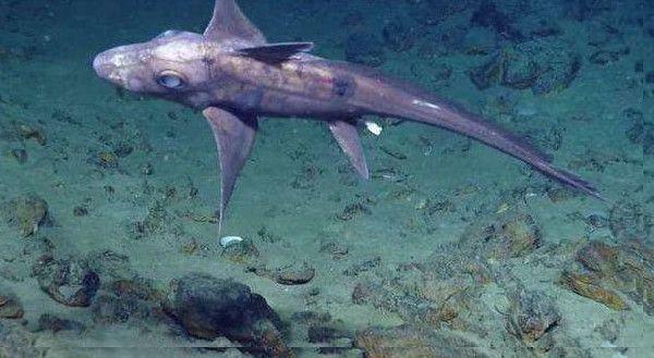 太平洋黑色幽灵鲨,像“吸血鬼鱼”这样怪异的物种