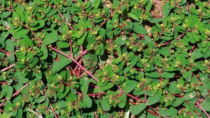 这野草都见过吗？农村有人叫它红头绳，是一种常见的民间草药