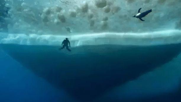 听说你胆子很大? “深海恐惧症”测试图, 你敢点开吗?