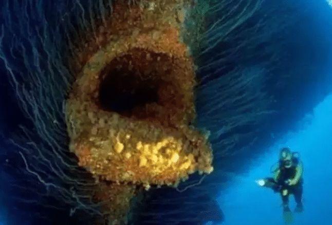 听说你胆子很大? “深海恐惧症”测试图, 你敢点开吗?