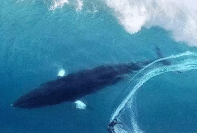 听说你胆子很大? “深海恐惧症”测试图, 你敢点开吗?