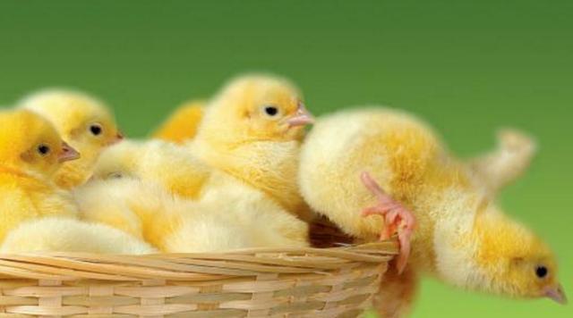 望子成龙不是梦，这3个生肖的子女都会有所成就