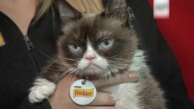 喵星人网红“不爽猫”去世 天生丧脸曾为主人狂赚1亿美元