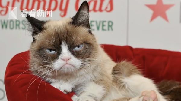 喵星人网红“不爽猫”去世 天生丧脸曾为主人狂赚1亿美元