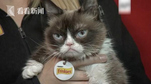 喵星人网红“不爽猫”去世 天生丧脸曾为主人狂赚1亿美元