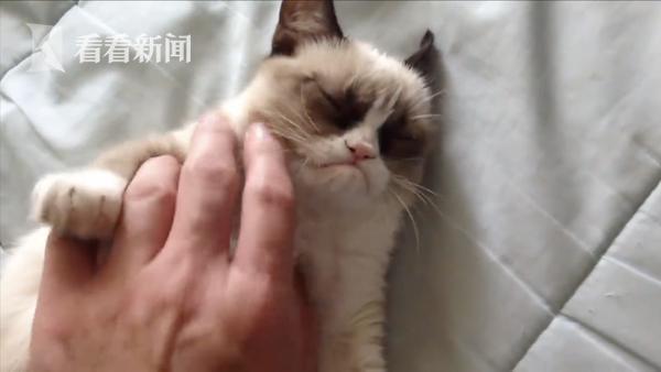 喵星人网红“不爽猫”去世 天生丧脸曾为主人狂赚1亿美元