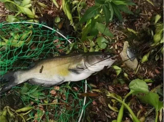 这种鱼一钓上来就以为是鲶鱼，吃过才知道是啥？真是有点后悔呀！